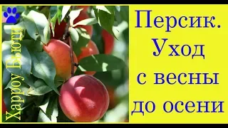 Персик. Уход с весны до осени. Полив. Подкормка. Монилиоз. Мучнистая роса. Курчавость листьев .