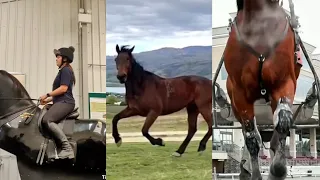 🐴equestrian tiktoks 8 minutes🐴