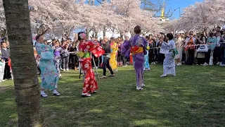 Copenhagen Sakura Festival 2023🇩🇰🌸|Almir Jan|Langelinje Park|#copenhagen #denmark#festival #sakura