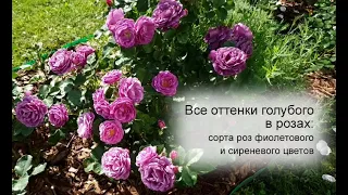 Голубые розы в саду: 14 сортов роз фиолетового и сиреневого цветов