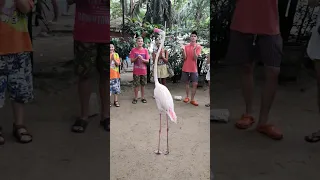 Фламинго танцует)). Flamingo dancing)