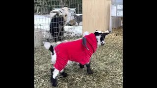 Baby goats playing outside for 1st time #babygoats #cutebabygoats #babygoatsplayoutside