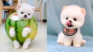 Cute and Funny Pomeranian Videos 46 #Shorts