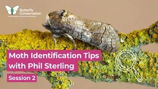 Moth Identification Tips with Phil Sterling: Session 2