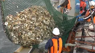 Amazing !!! Catching hundreds tons of scallops fastest with modern big boat - Big catch at sea