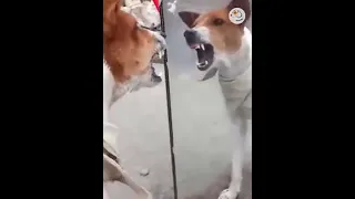 AWW SO FUNNY😂😂 Super Dogs And Cats Reaction Videos 2021 The End - pet lover like you