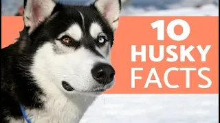 10 Things You Didn’t Know About the Siberian Husky