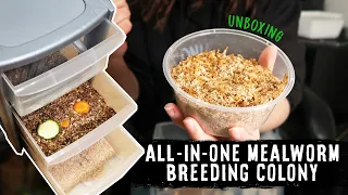 The BEST Setup For A Breeding Colony? | MEALWORM UNBOXING & SETTING UP