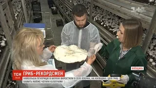 Гриб-рекордсмен: на Київщині виростили найбільшу печерицю в Україні