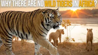 Why There Are No Wild Tigers In Africa?