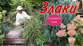 Злаки в дизайне сада. Важные нюансы при выборе ЗЛАКОВЫХ #злакиразнообразие#злакихолодорастущие#дача