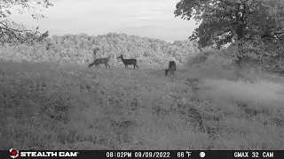 TrailCam Highlights - October 16th | Deer & Skunk Standoff in Food Plot | StealthCam GMax 32