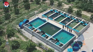 QUHAKU KOI FARM - Nông trại cá Koi Nhật tại Hà Nội