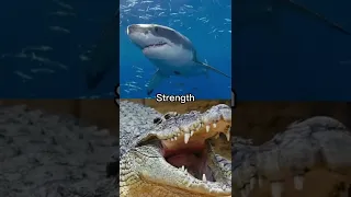 Great White Shark VS Saltwater Crocodile #animals #wildlife #shorts