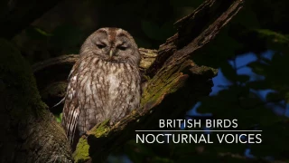 British Birds - Nocturnal Voices