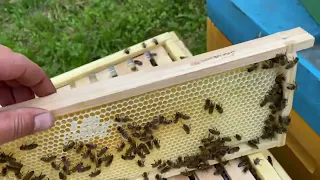 Пошла акация. Делаю сотовый мёд 🍯