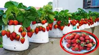 Surprising Secret To High Yield Plastic Bottle Strawberries