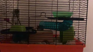 Hamster escape