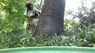 stihl ms-460 magnum brand new cutting down oak tree