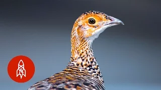 Can This Rare Prairie Chicken Come Back from the Brink?