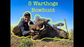5 Warthogs in 1 Day - Bowhunt South Africa