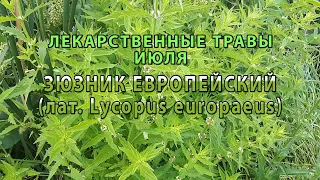 Лекарственные растения июля "Зюзник европейский"