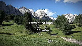 Pura pura lupa- mahen (speed up)