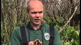 Oregon Spotted Frog at Black River - Little frog big problems (cc)