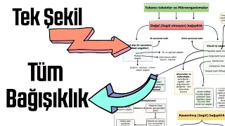 TEK ŞEKİL ÜZERİNDEN TÜM BAĞIŞIKLIK SİSTEMİ FULL GENEL TEKRAR