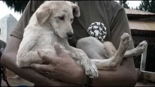 Street Dog Was Crying For Help But Nobody Heard Him, Until They Come