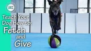Teach Your Dog How to Fetch it and Give - AKC Trick Dog