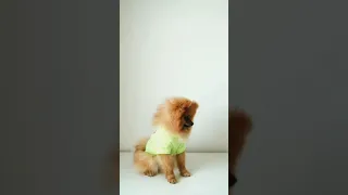 cute and funny dog video 😘 compilation 🐕- 46 #shorts #cuteanimals