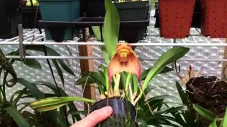 ORCHID CARE: DRACULA ORCHID TOUR AND TIPS TO REBLOOM