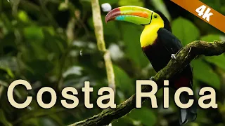 Costa Rica - A Wildlife Paradise in 4k!
