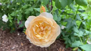 Rose - Roald Dahl (Tree Rose)