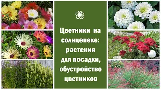 ❀ Цветники на солнцепеке: растения для посадки, обустройство цветников