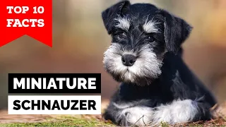 Miniature Schnauzer - Top 10 Facts