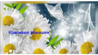 Красивые ромашки  Цветы ромашки