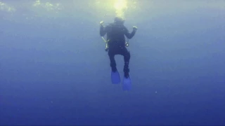 Scuba Diving with Sharks, Protea Banks, South Africa. Shark Dance