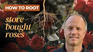 How to Root Store-bought Roses! (A florist got mad at me for showing people this trick!)