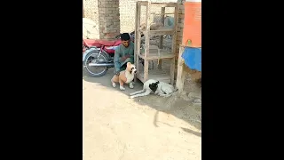Prank with dog animal funny video part 15 #shorts #viral