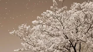 桜 - コブクロ（フル）