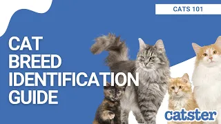 3 Ways To Determine Your Cat's Breed