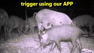 Hi Tech Hog Trap