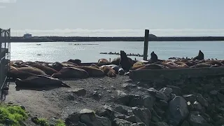 CA Sea Lions play in the water, quarrel over good spot in the sun on Jetty near Cresent City Harbor