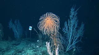 Jewels of the Gulf: How do scientists study deep sea corals?