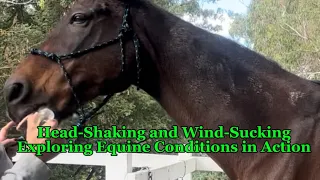 Transform In Action! Equine Healing