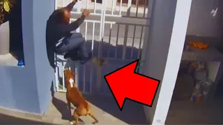 LADRÕES QUE SE DERAM MAL AO ENCONTRAR CÃES ( Parte 2 )