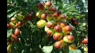 BEST FRUIT NUT BERRY TREES FOR YOUR PREPPER HOMESTEADING GARDEN!