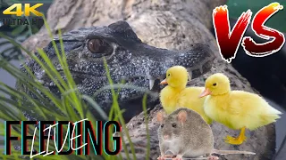 Crocodiles devouring ducklings and mice - "Live Feeding" Crocodiles vs Ducklings and Mice!!!